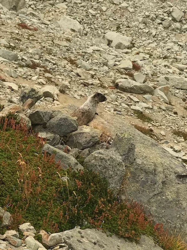a marmot on the rocky ground