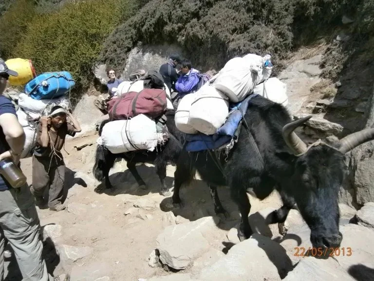 Dzo and porter carrying gear on trail