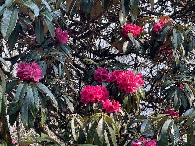 Red rhododendron flowers in bloom