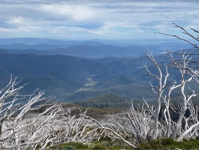 View back to Moira’s Flat with snowgums in the foreground and blue hazy mountains in the background
