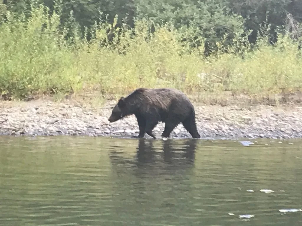 Grizzly bear hunting salmon