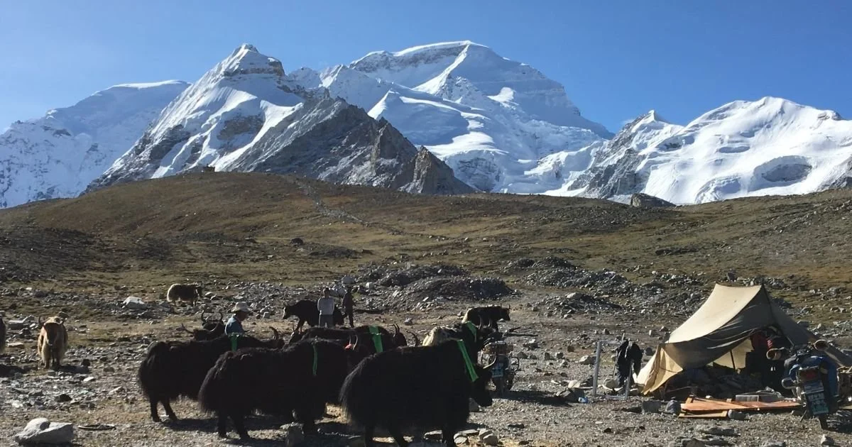 Cho Oyu with yaks standing in foreground