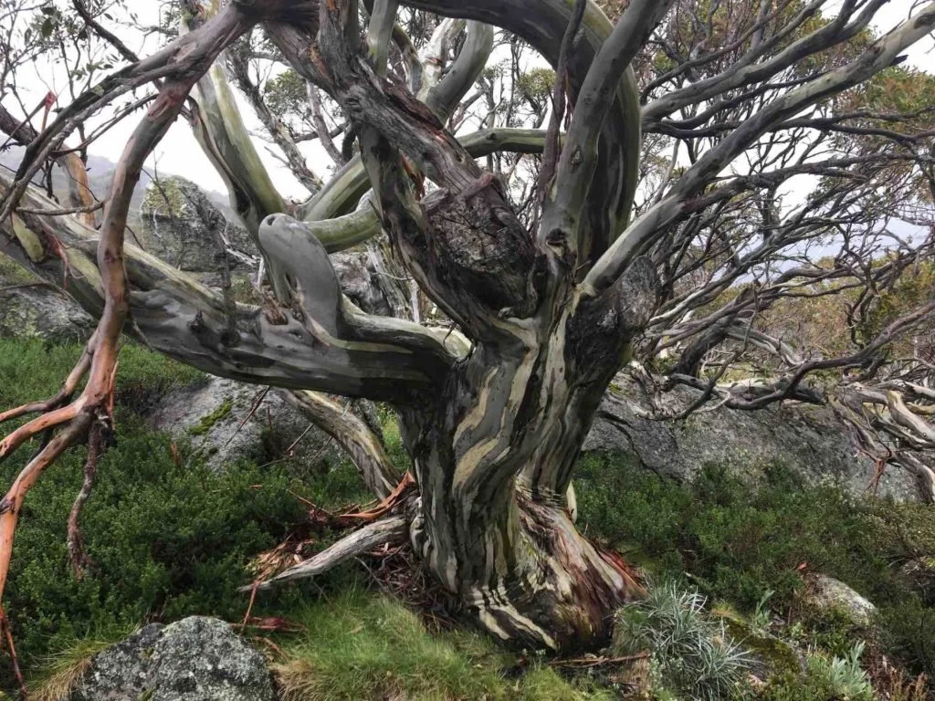 A beautiful snowgum tree – with streaky colours on the bark