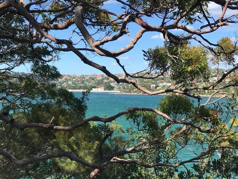 peering through trees at water views