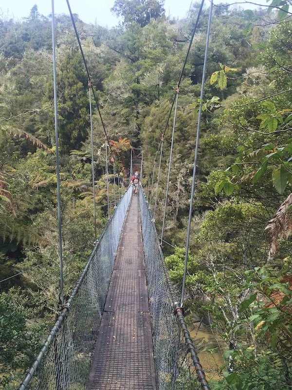 a swing bridge leading over a river and through the native forest
