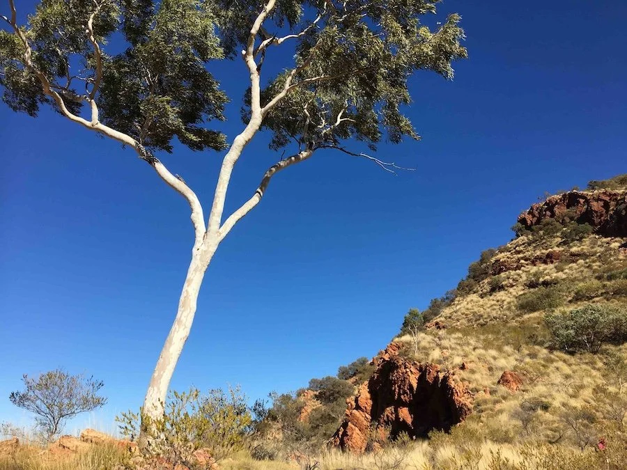 Striking colours of the outback landscape - a tree with bright blue sky and red earth
