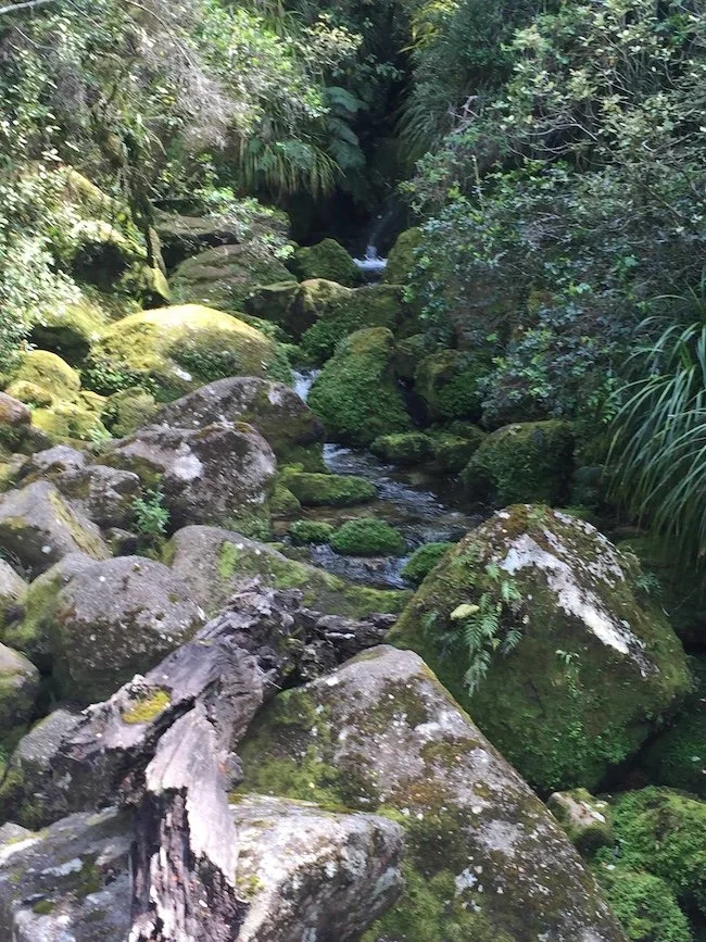 A stony creek with moss-covered rocks surrounded by native trees and bushes