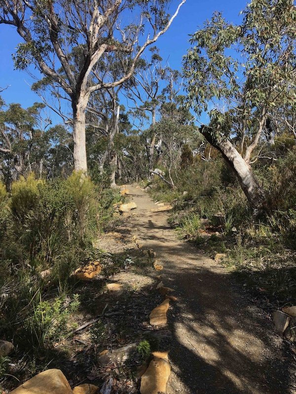 Beautiful native bush