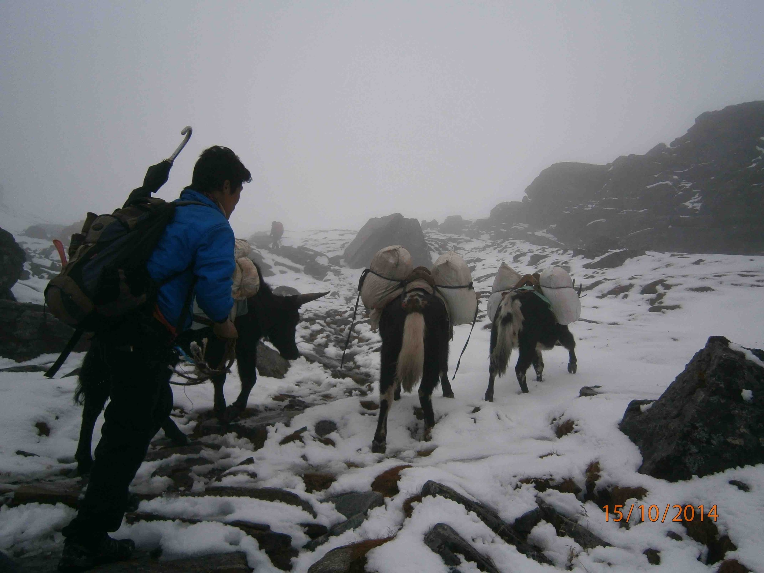 Snowy trail to Mera Peak