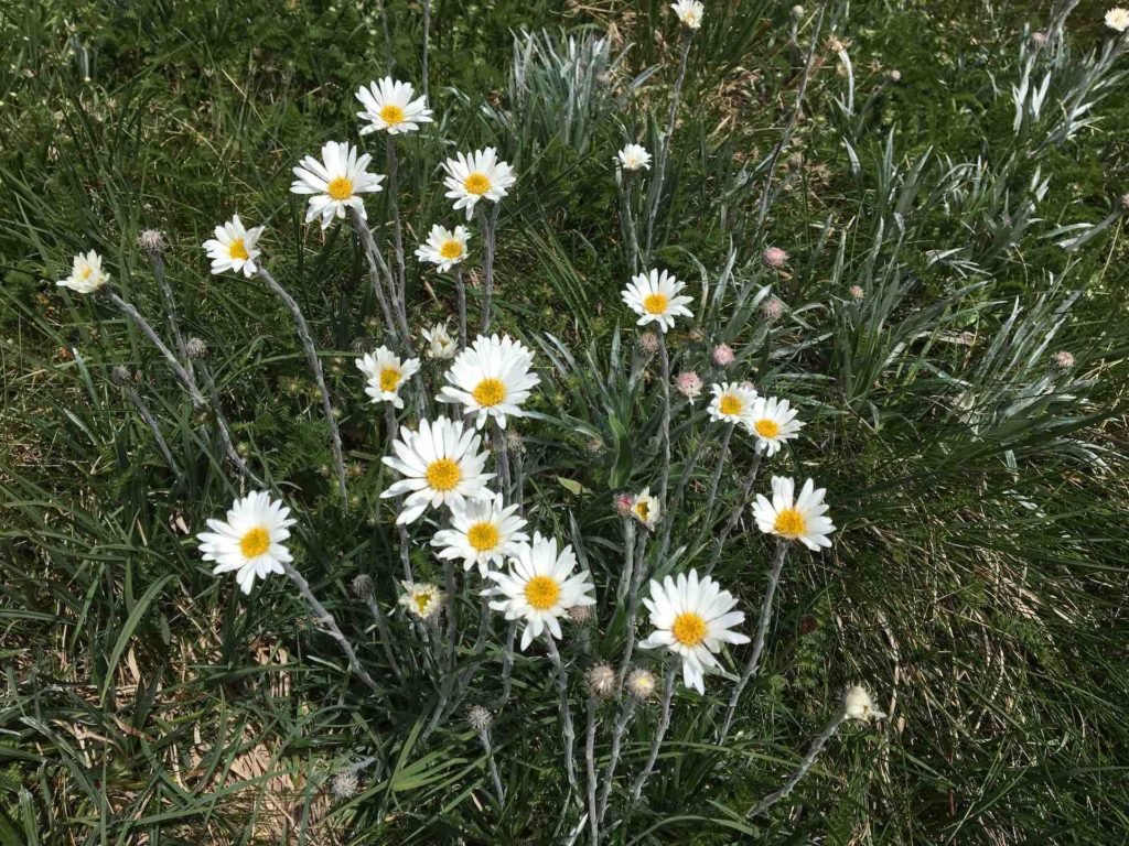 White and yellow wildflowers on the trail