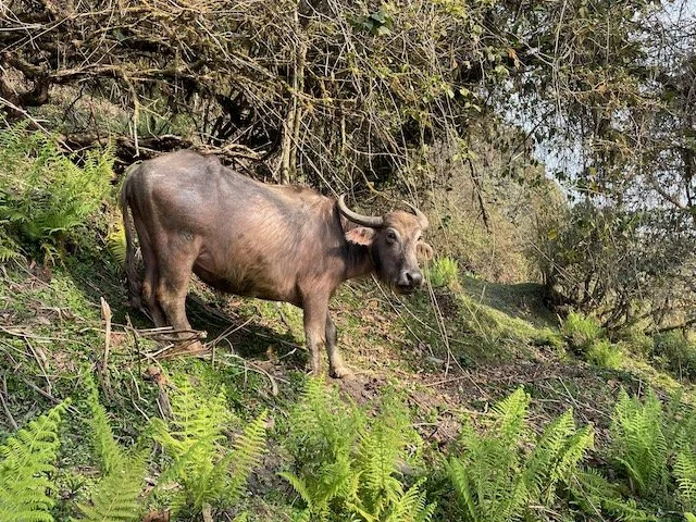 Water Buffalo