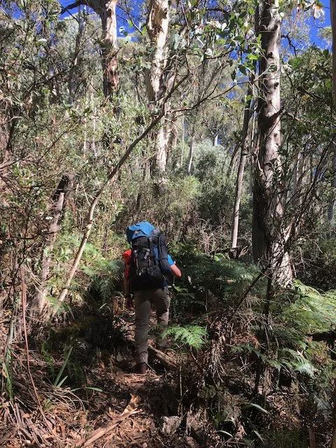 Hiking Hannels Spur – the relentless uphill