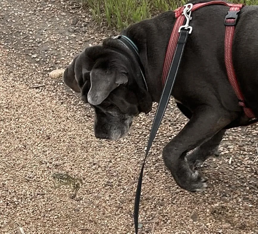 bailey frog.jpg