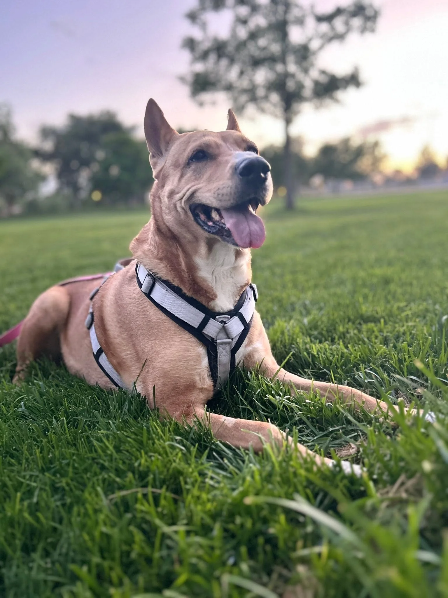 Training: Single Sessions- In Person or Online