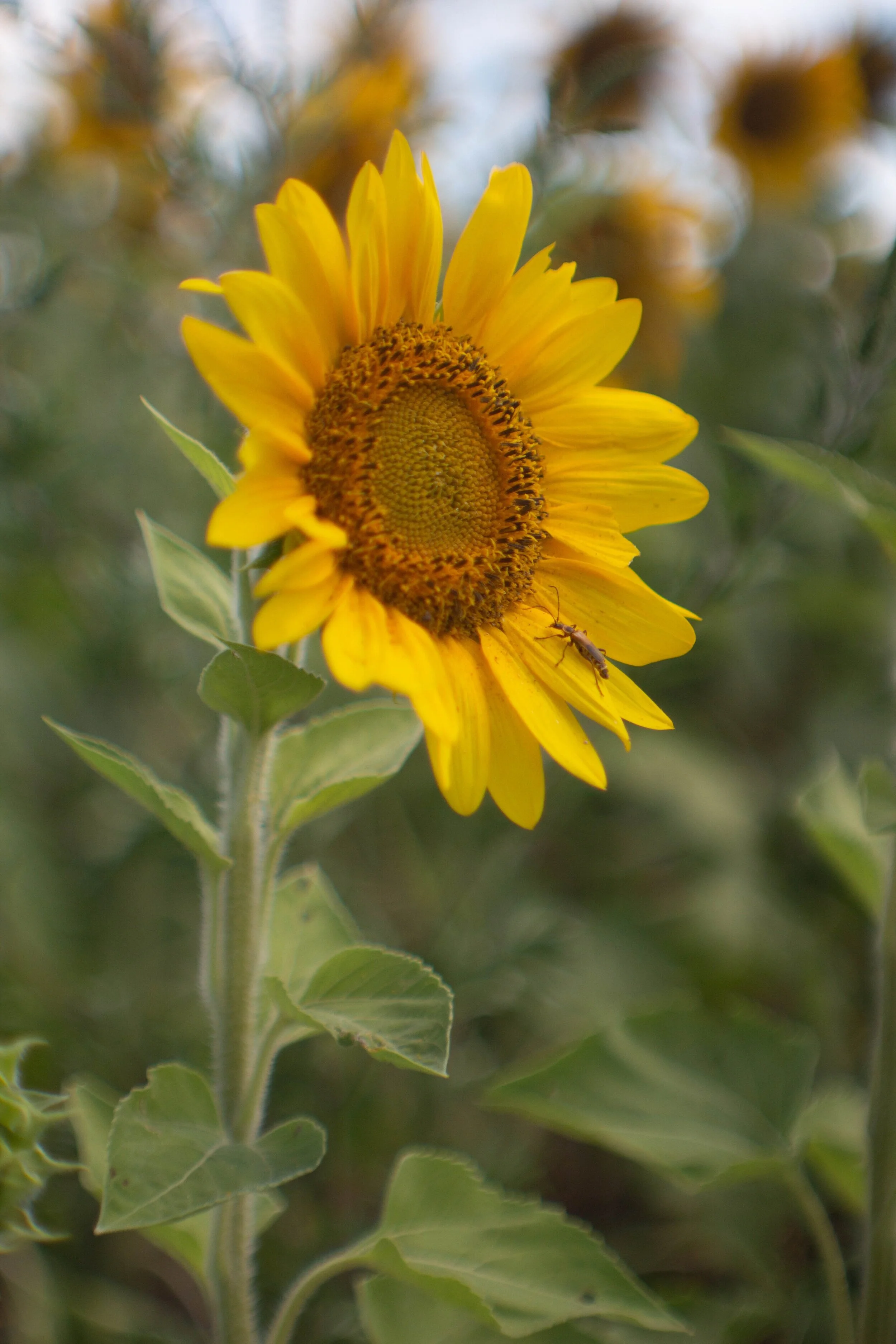 SUNFLOWER2-2.jpg