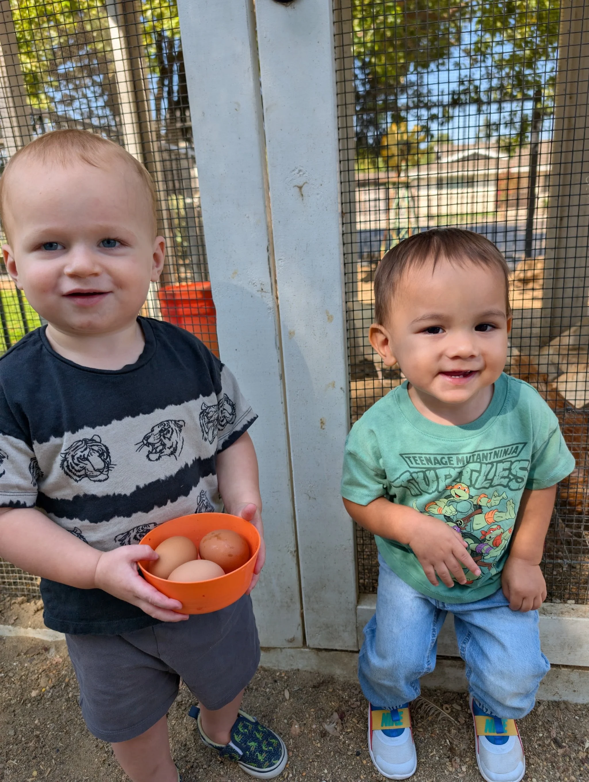Farm Fresh Egg collected by Toddler 1 🐥