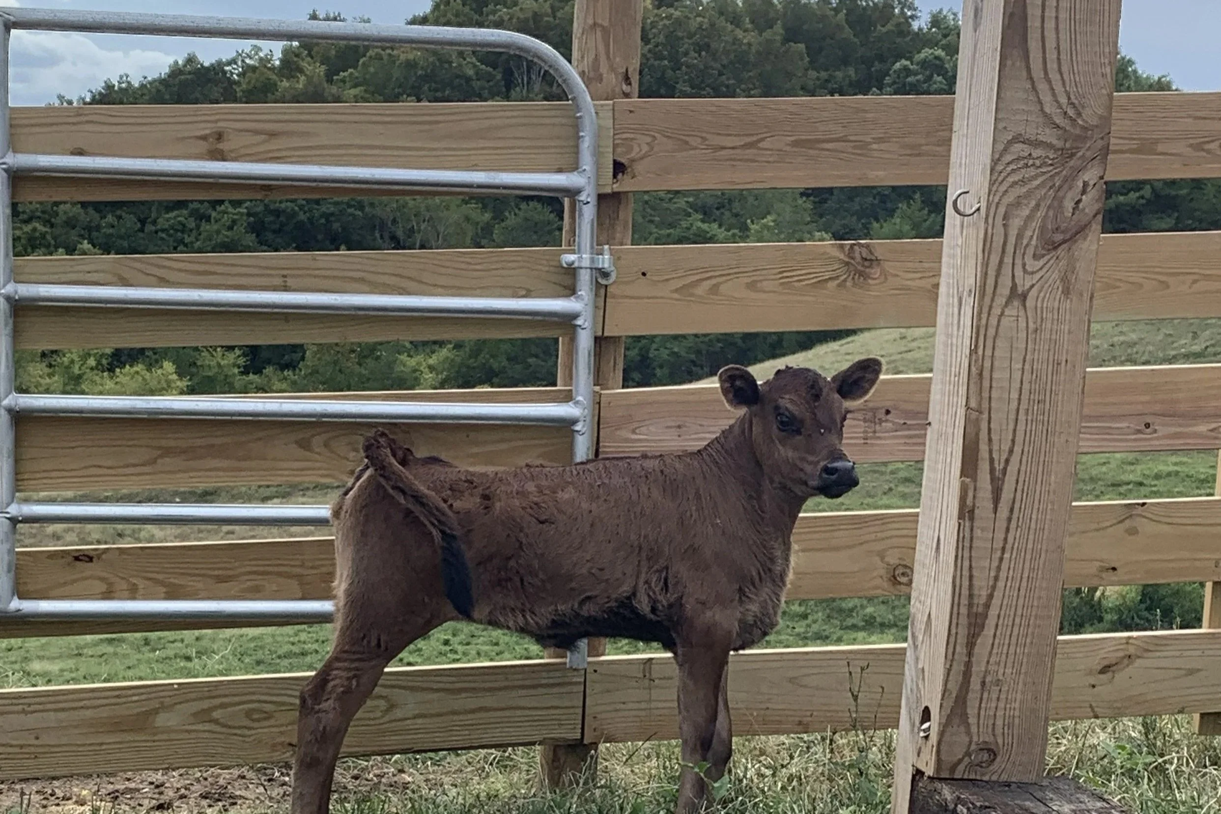 A calf in a farm pen standing next to a wooden fence and a metal gate, with trees and hills in the background.