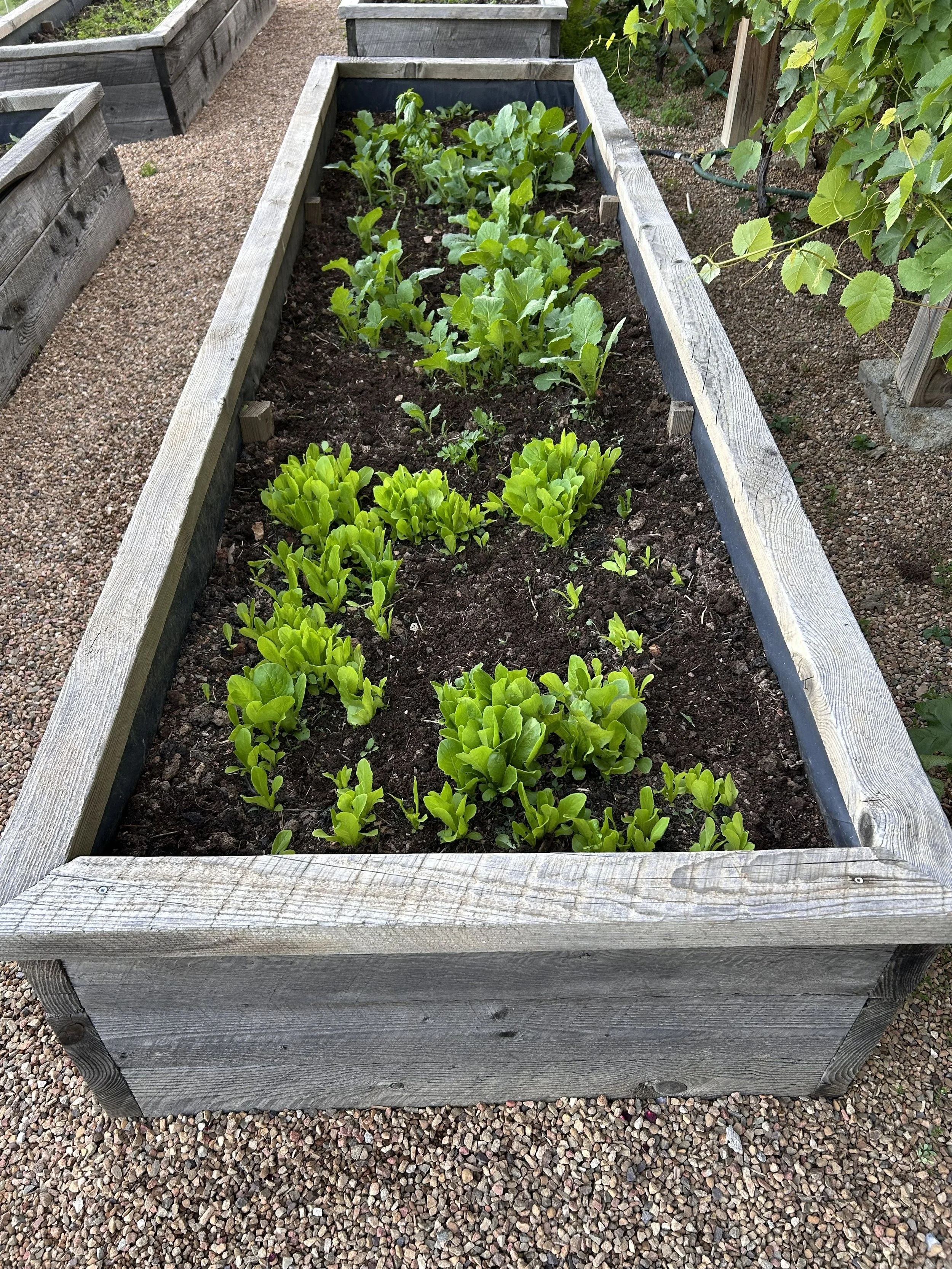 A raised garden bed with green leafy vegetables growing inside, surrounded by gravel and other garden beds.