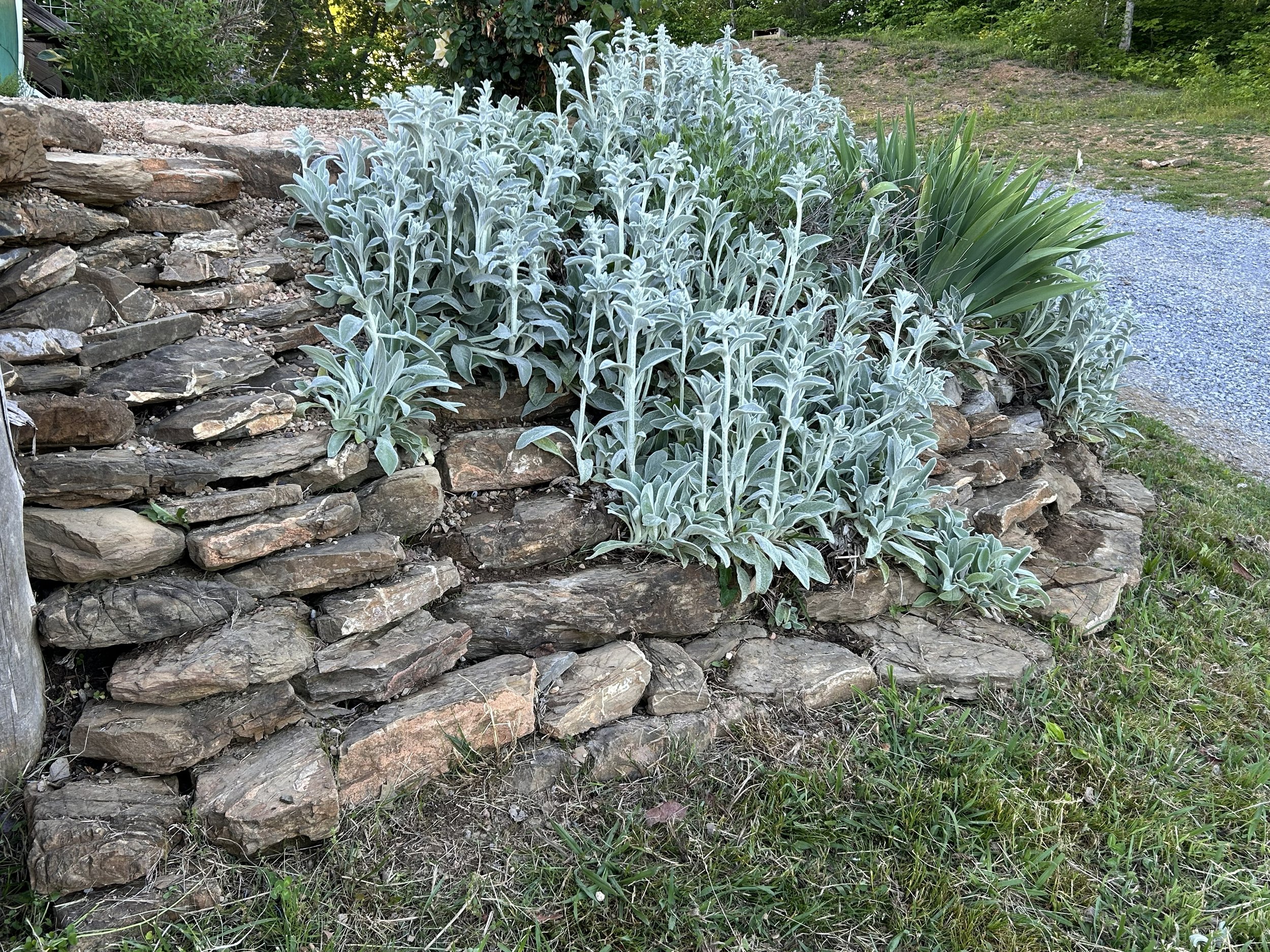 A garden hillside with a stone retaining wall, green grassy patches, and various plants including fluffy silver-gray foliage and tall green grasses, with trees and shrubs in the background.