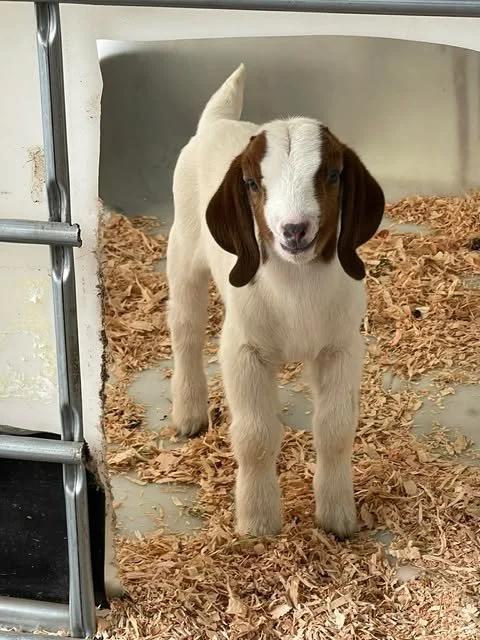 1 WEEK OLD