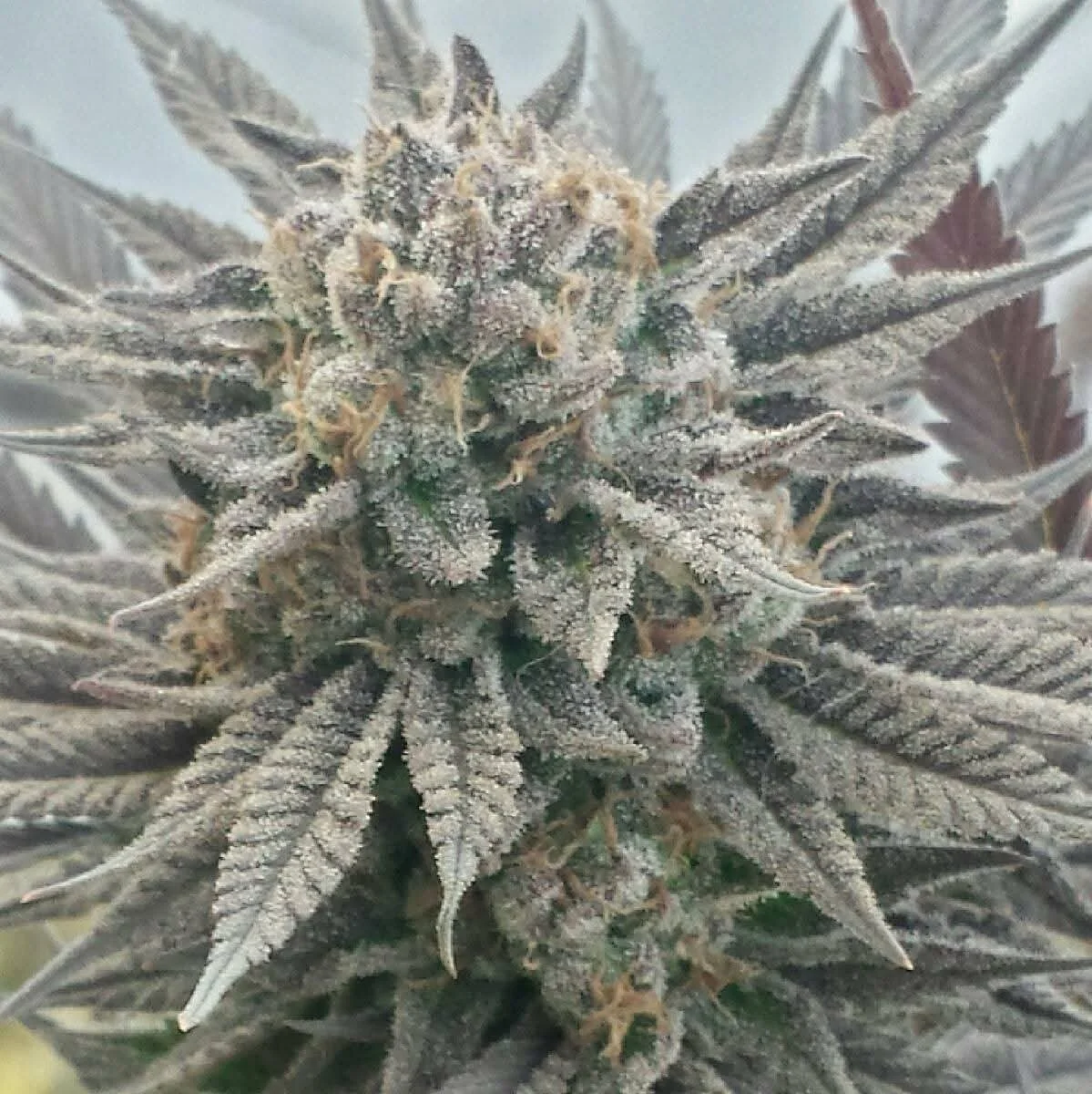 Triangle Dough