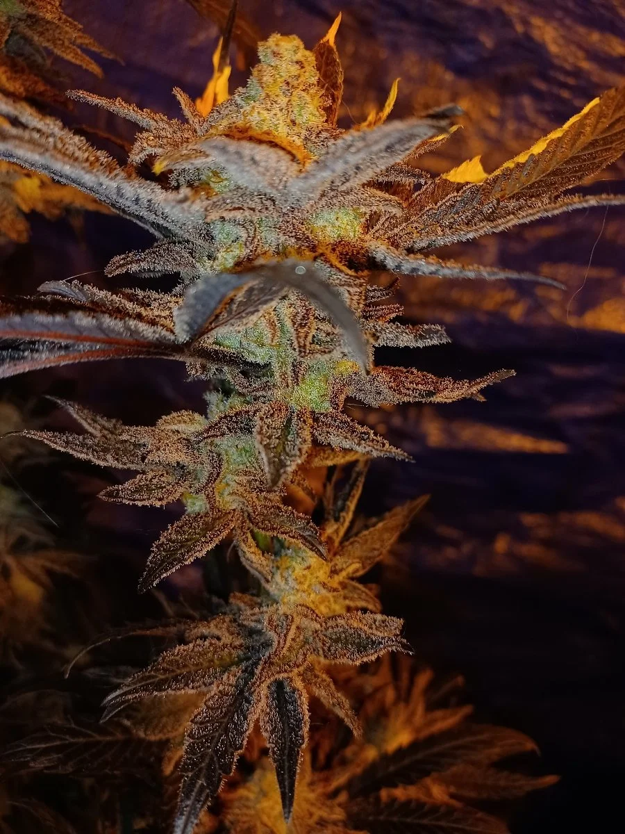Close-up of a cannabis plant with trichomes on leaves and buds, illuminated with warm light.