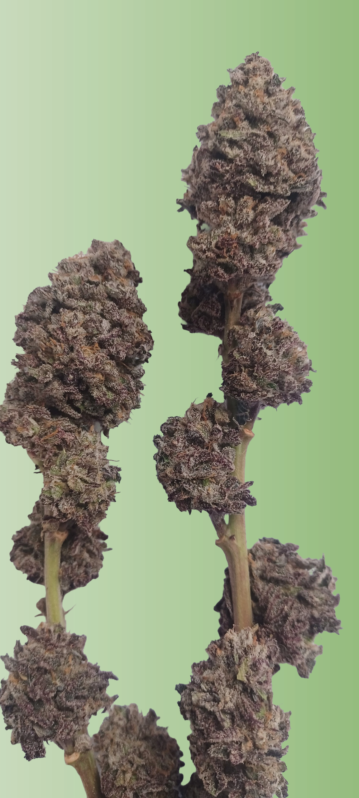 Grape Gelato