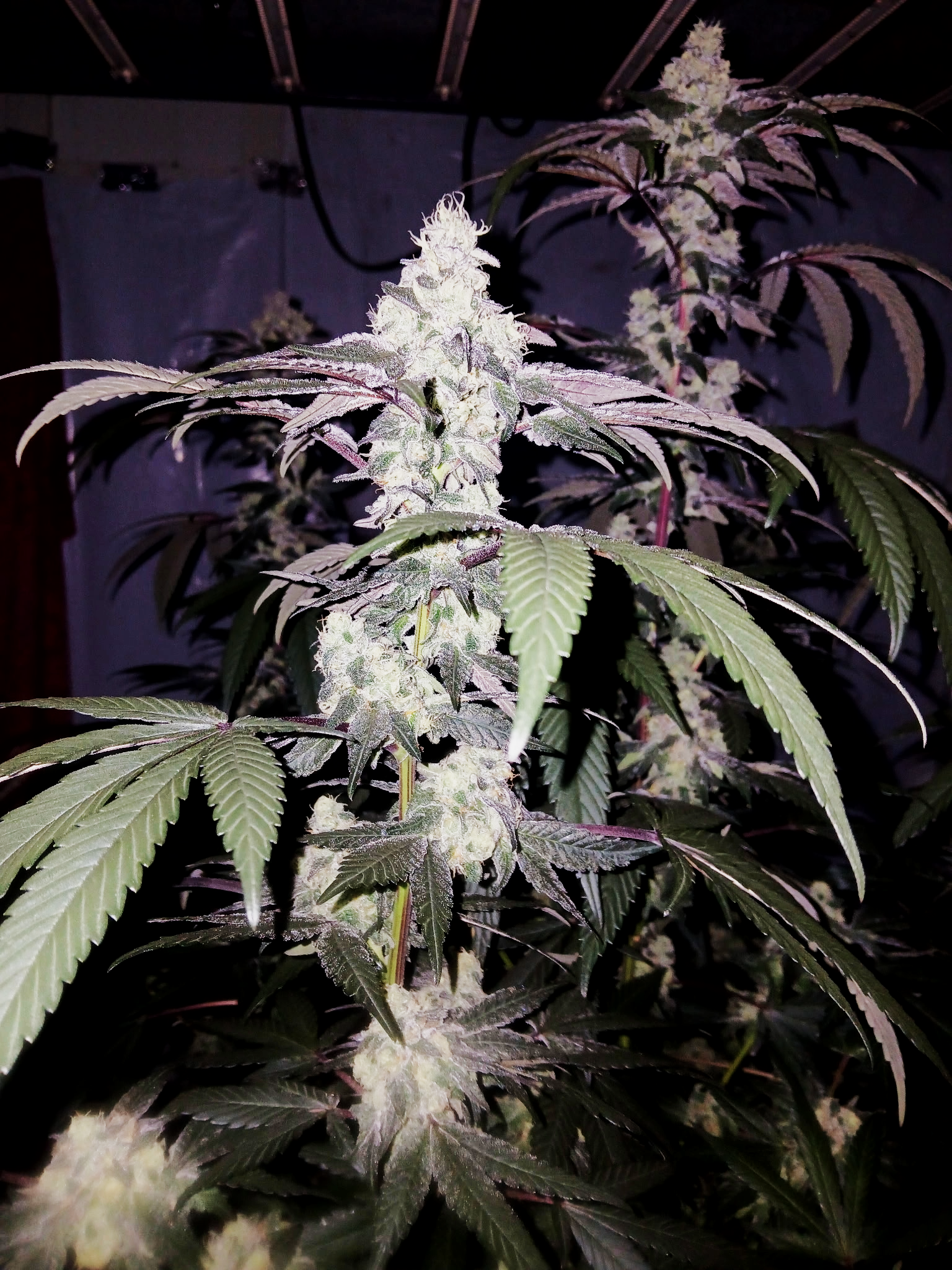 Indoor cannabis plant with flowering buds and green leaves under grow lights.