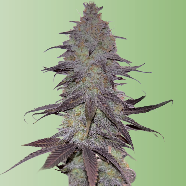 Purple Gorilla