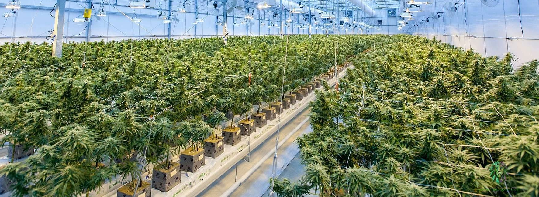 Indoor cannabis cultivation facility with rows of cannabis plants growing under artificial lights.