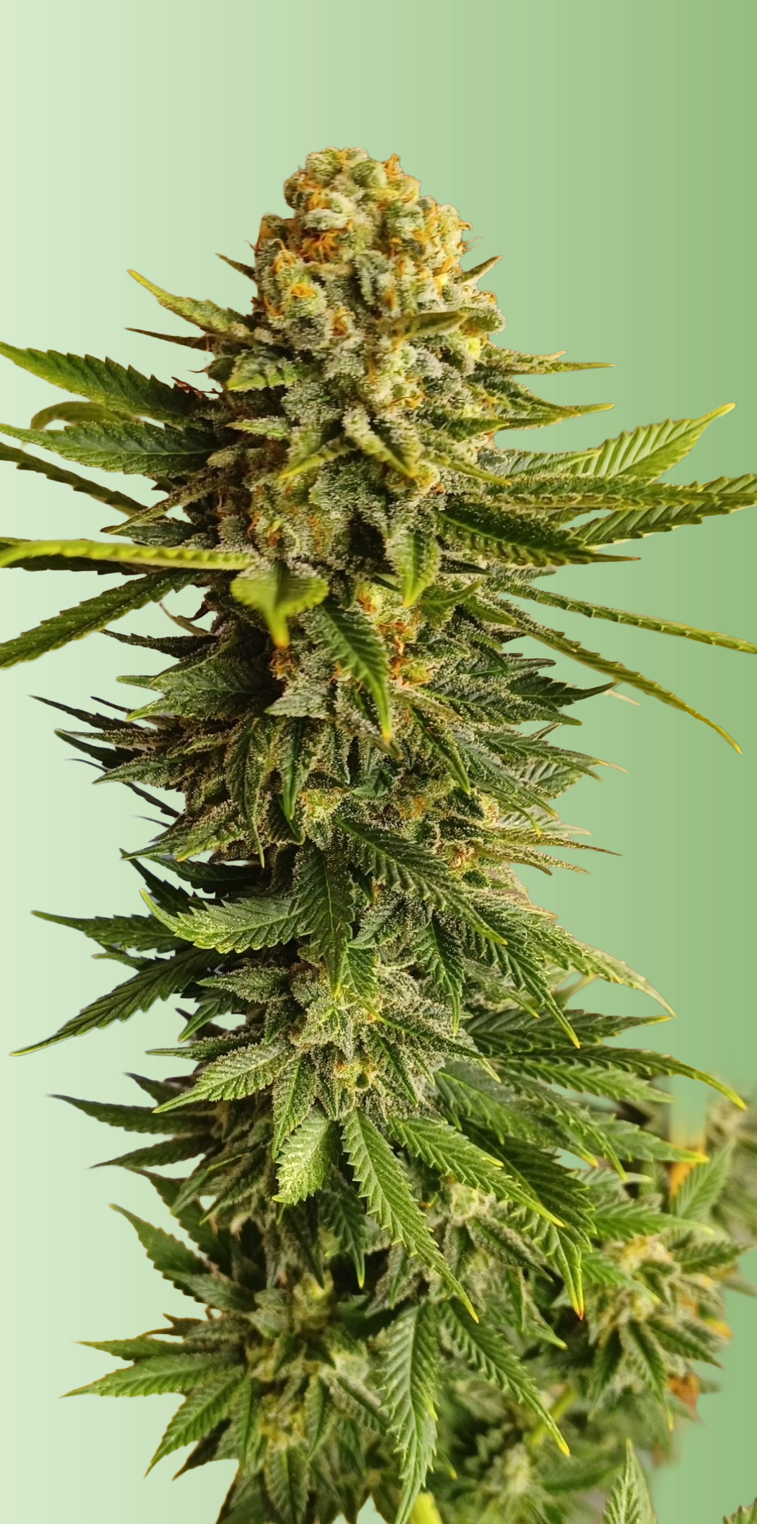 Jammin Lights X O.G.