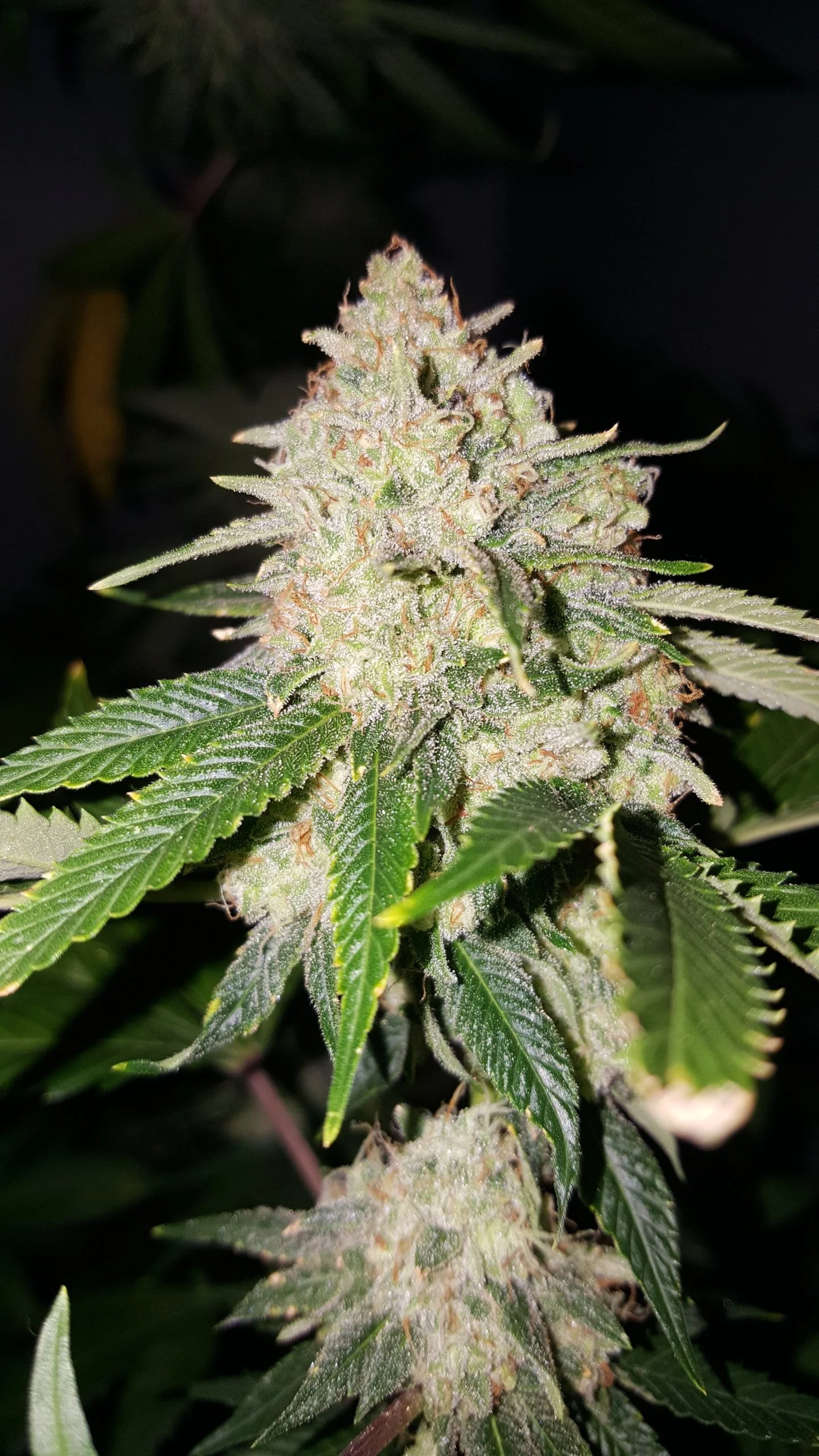 Close-up of a flowering cannabis plant with trichomes and green leaves.