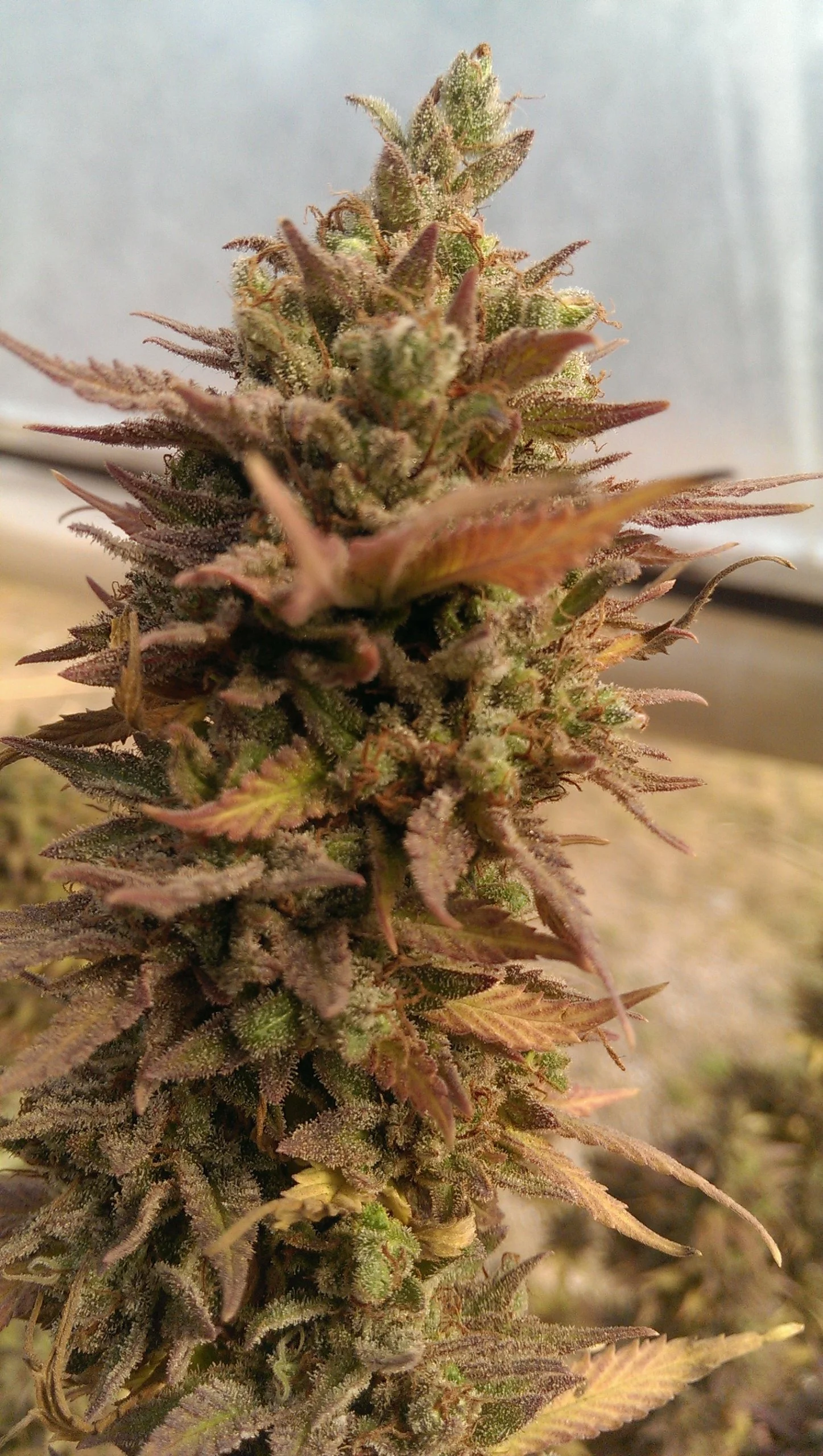 Jammin Lights X O.G.