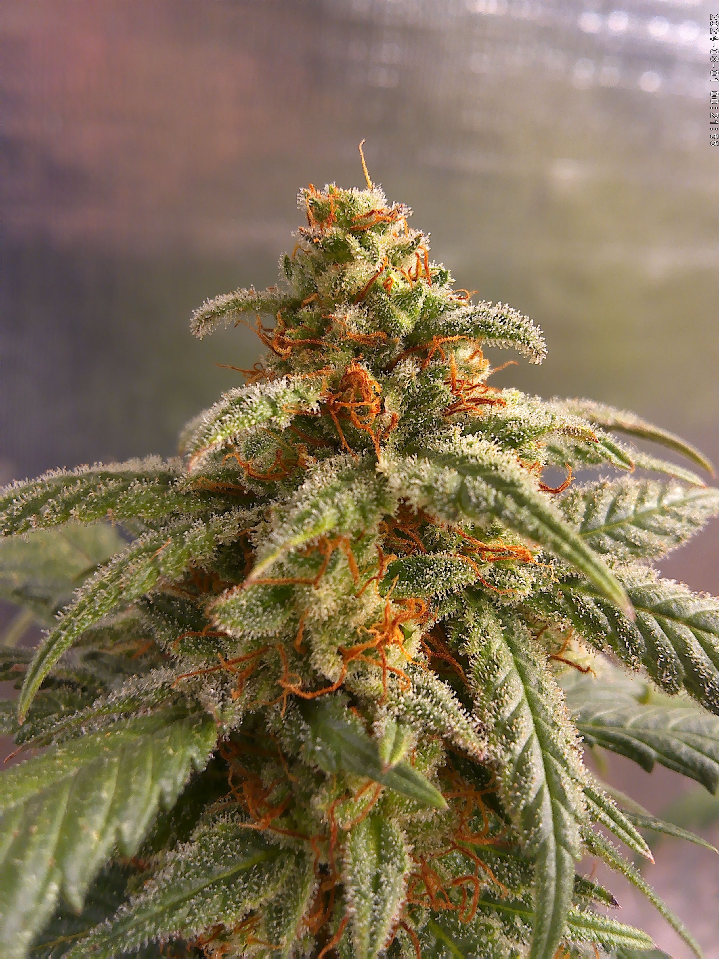 Close-up of a flowering cannabis plant with frosty trichomes and orange pistils.