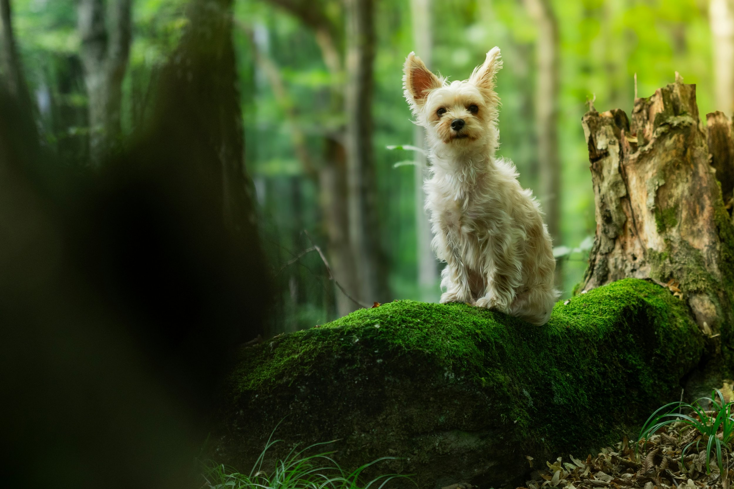 散歩から帰ってきても興奮が続く犬——『着地』を作るとはどういうことか