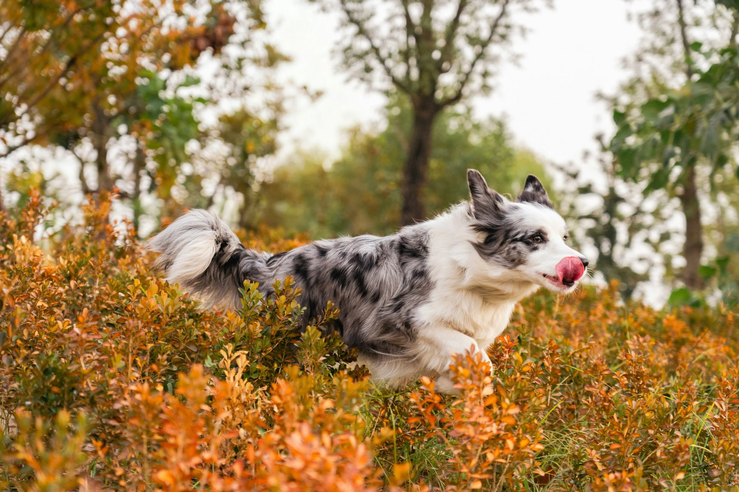 秋の風景の中を走るアメリカン・ペット・ドッグ、ホワイトとグレーの毛並みで舌を出している
