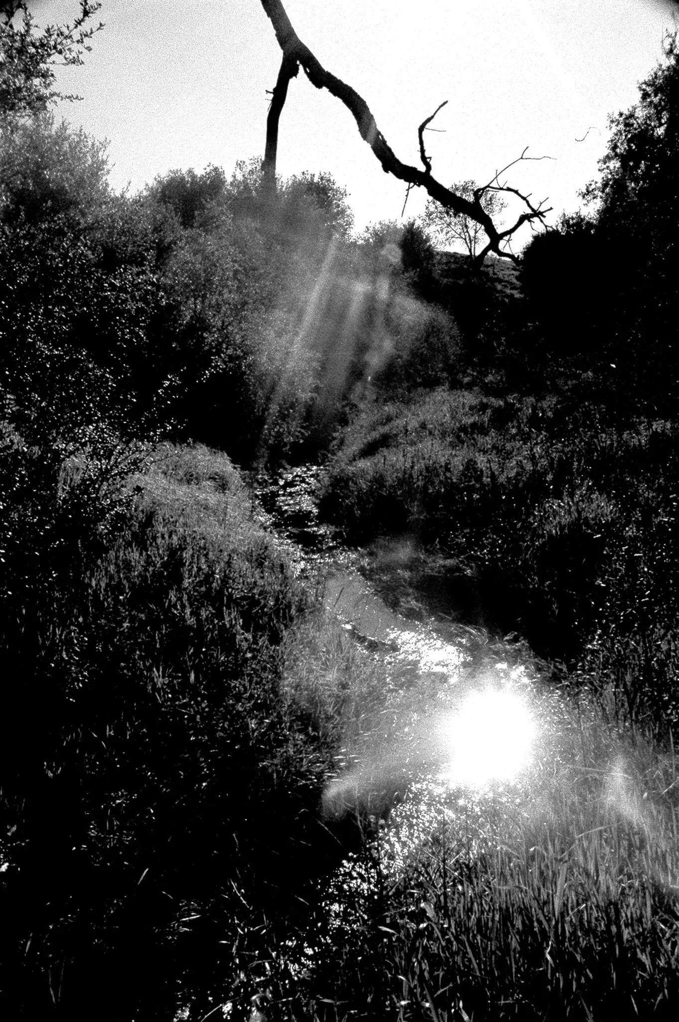treeriver.jpg