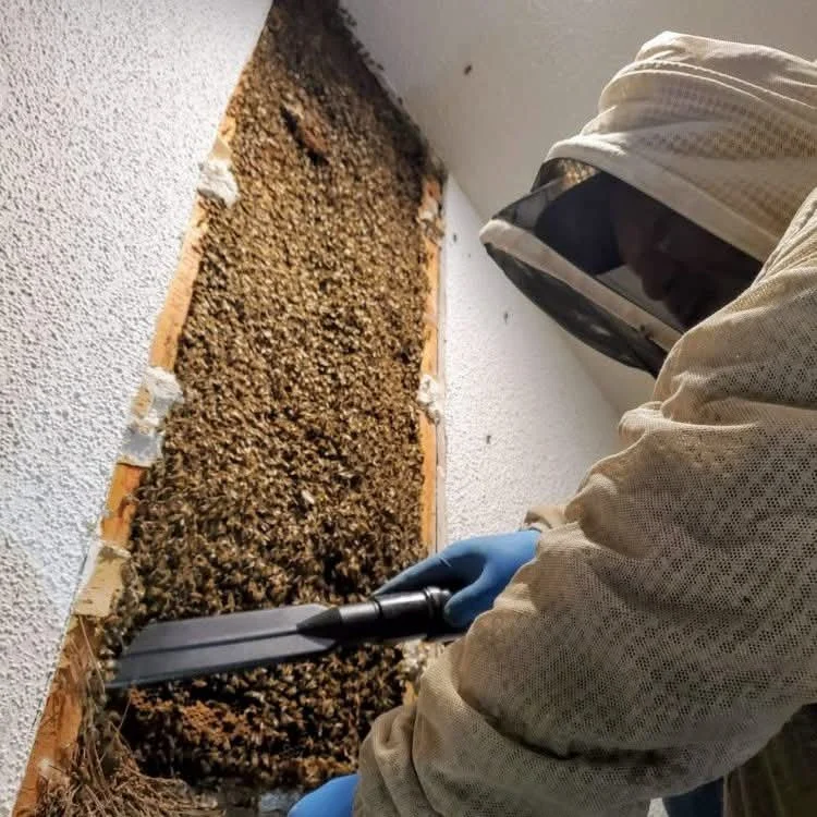 A person wearing protective gear, including a face shield, gloves, and a protective suit, removing bees or wasps from a wall cavity using a tool.