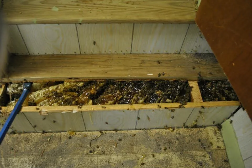 Honeybees inside a wooden hive box with frames for bees to build honeycomb.