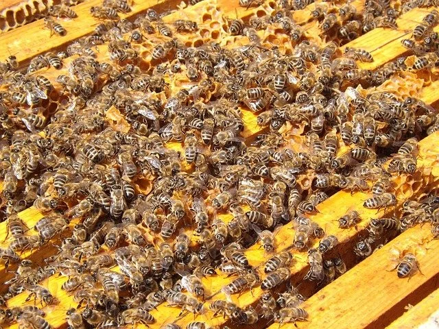 A hive with many honeybees working on honeycomb frames
