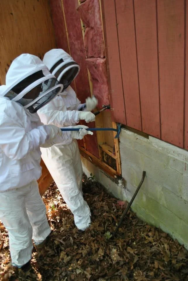 Two people wearing white protective suits, gloves, and face protection working on the exterior wall of a house, using tools to remove or repair damaged insulation under a pink wooden siding.