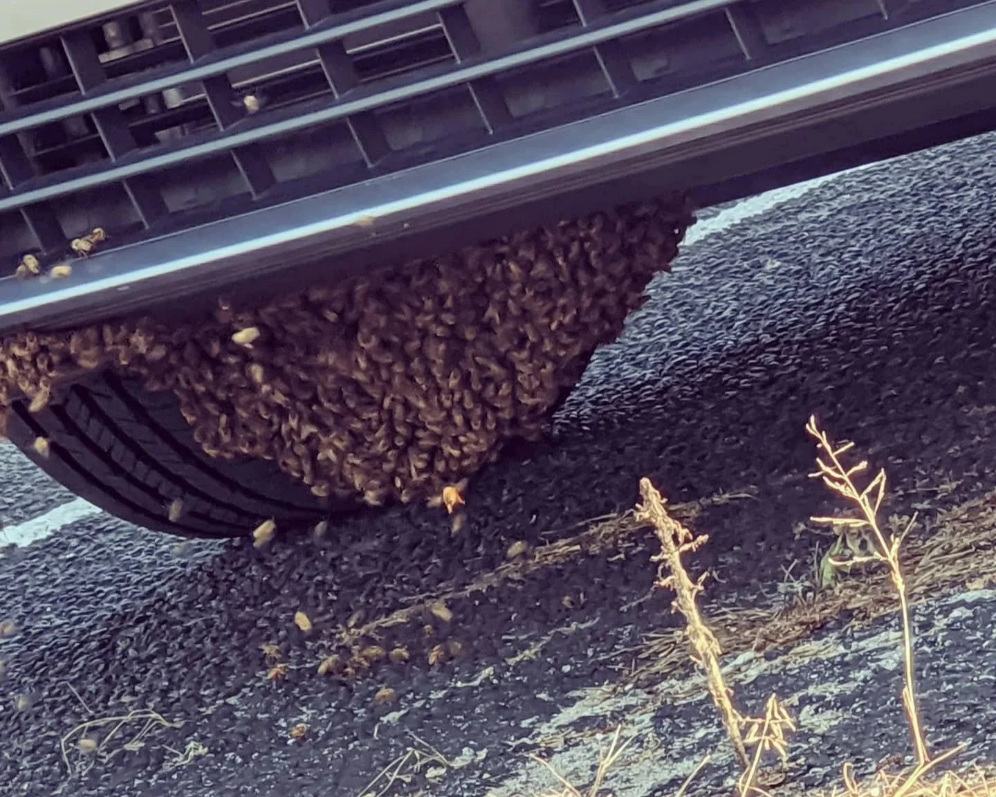 Close-up of a bee hive attached to the underside of a metal structure, with bees flying around and a rocky ground with some dry plants underneath.