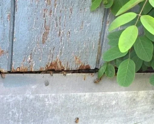 Close-up of weathered wooden and concrete surfaces next to green leaves.