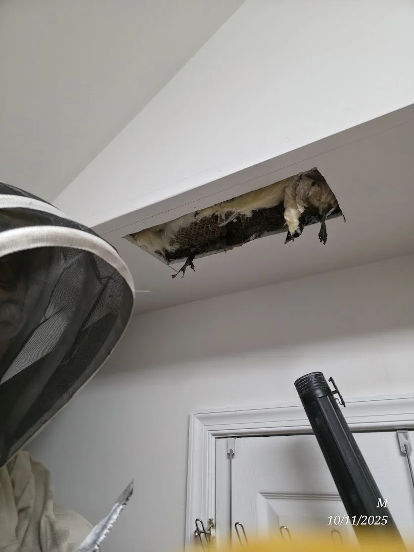 A cat peeking out from a hole in the ceiling in a room with a white wall and ceiling. There are tools and equipment nearby, suggesting a repair or inspection in progress.