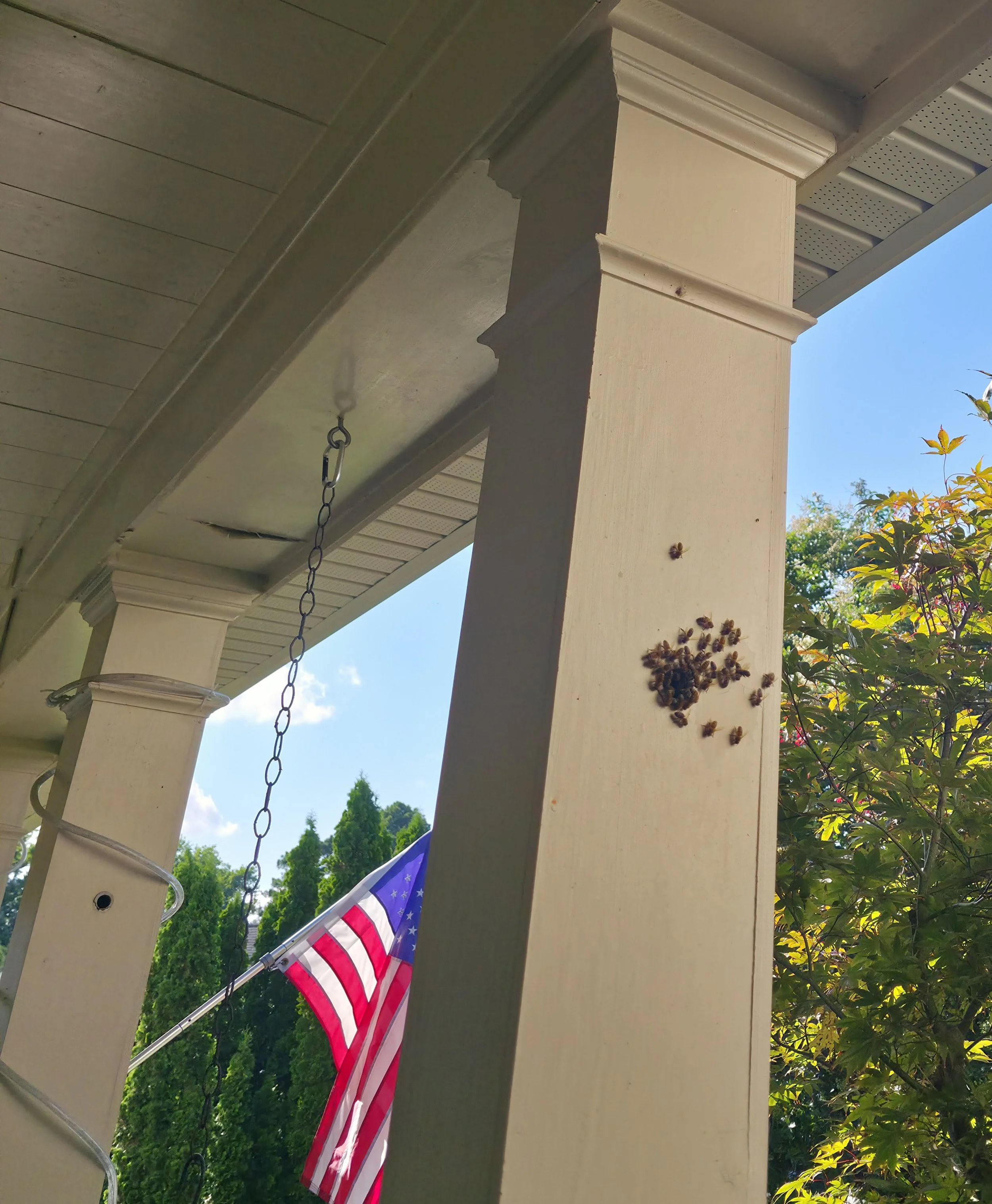 An outdoor scene showing part of a house with a pillar, with a small American flag hanging from the porch, and bees clustered on the pillar, against a backdrop of blue sky and green trees.