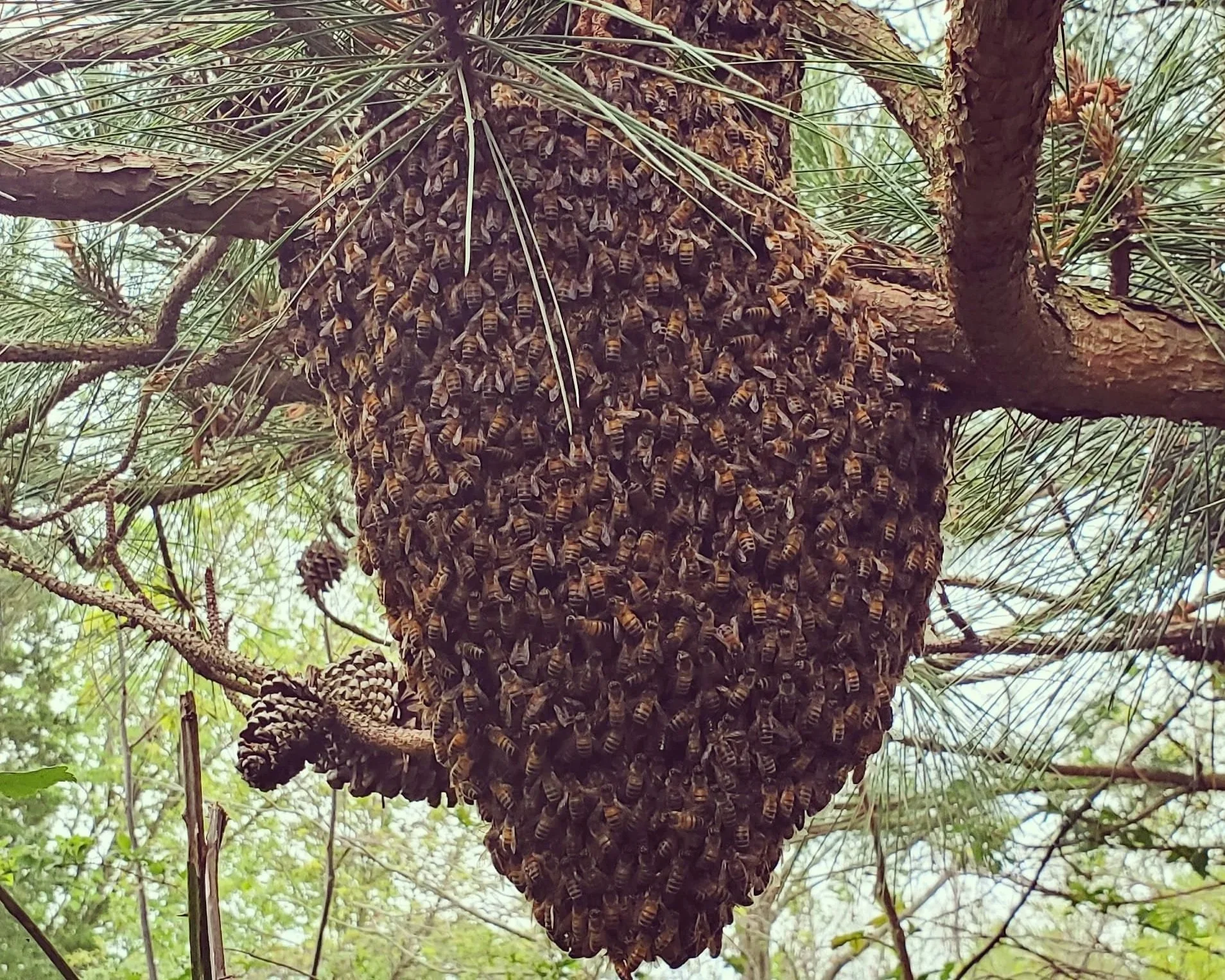 A large hive of honeybees clustered on a tree trunk surrounded by pine branches.