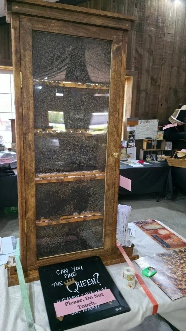 A wooden display case with a sign asking 'Can you find the queen?' It is filled with many bees, creating the illusion of a hive.