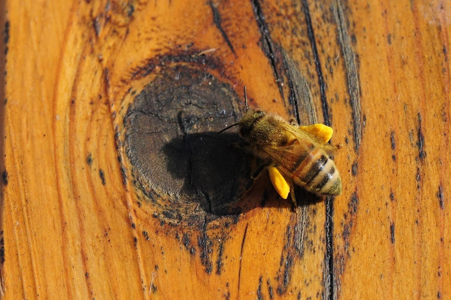 A honey bee covered in pollen sitting on a wooden surface near a knot hole.