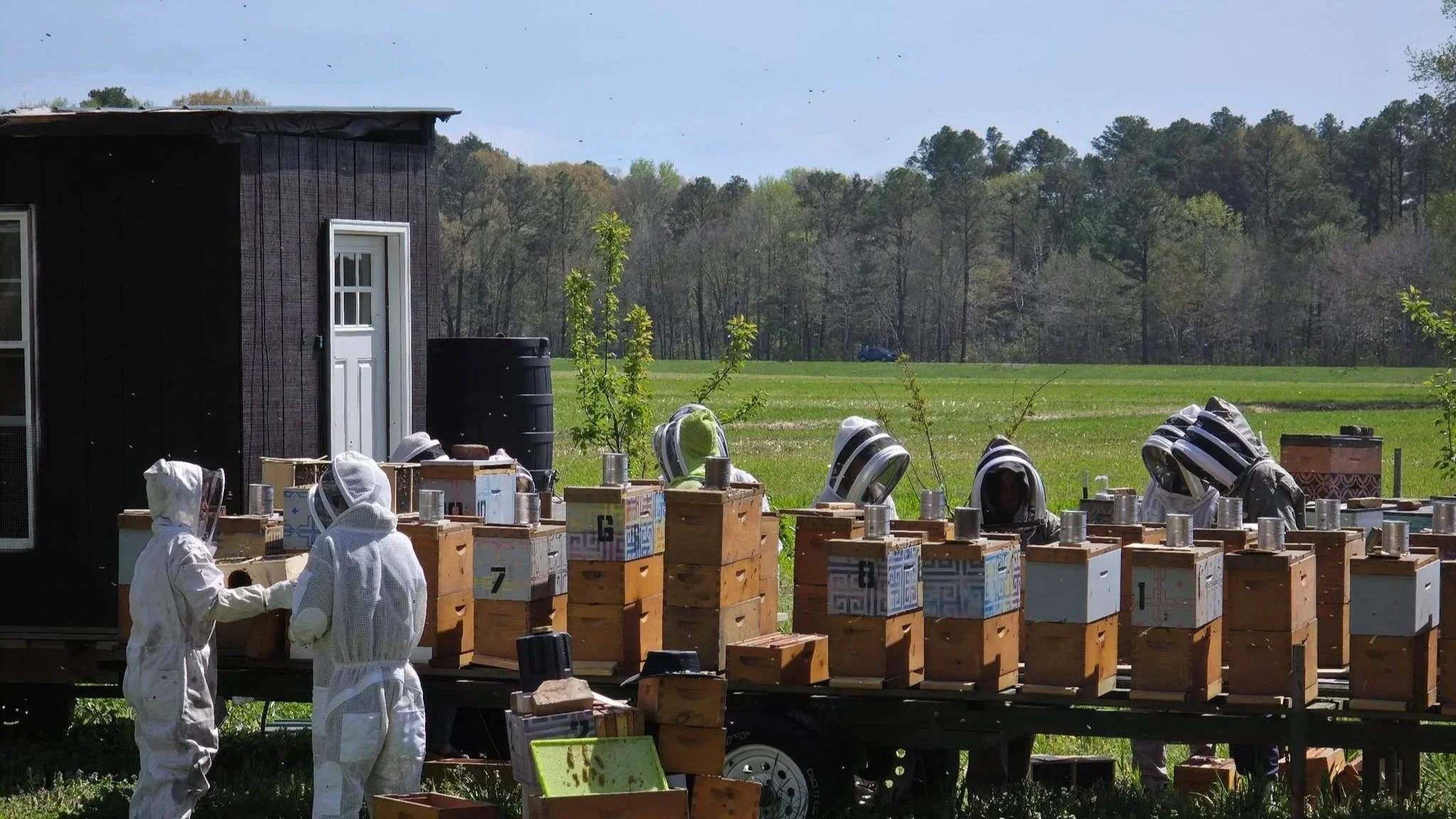 Beekeepers in white protective suits working with honeybee hives outdoors against a background of trees and a grassy field.