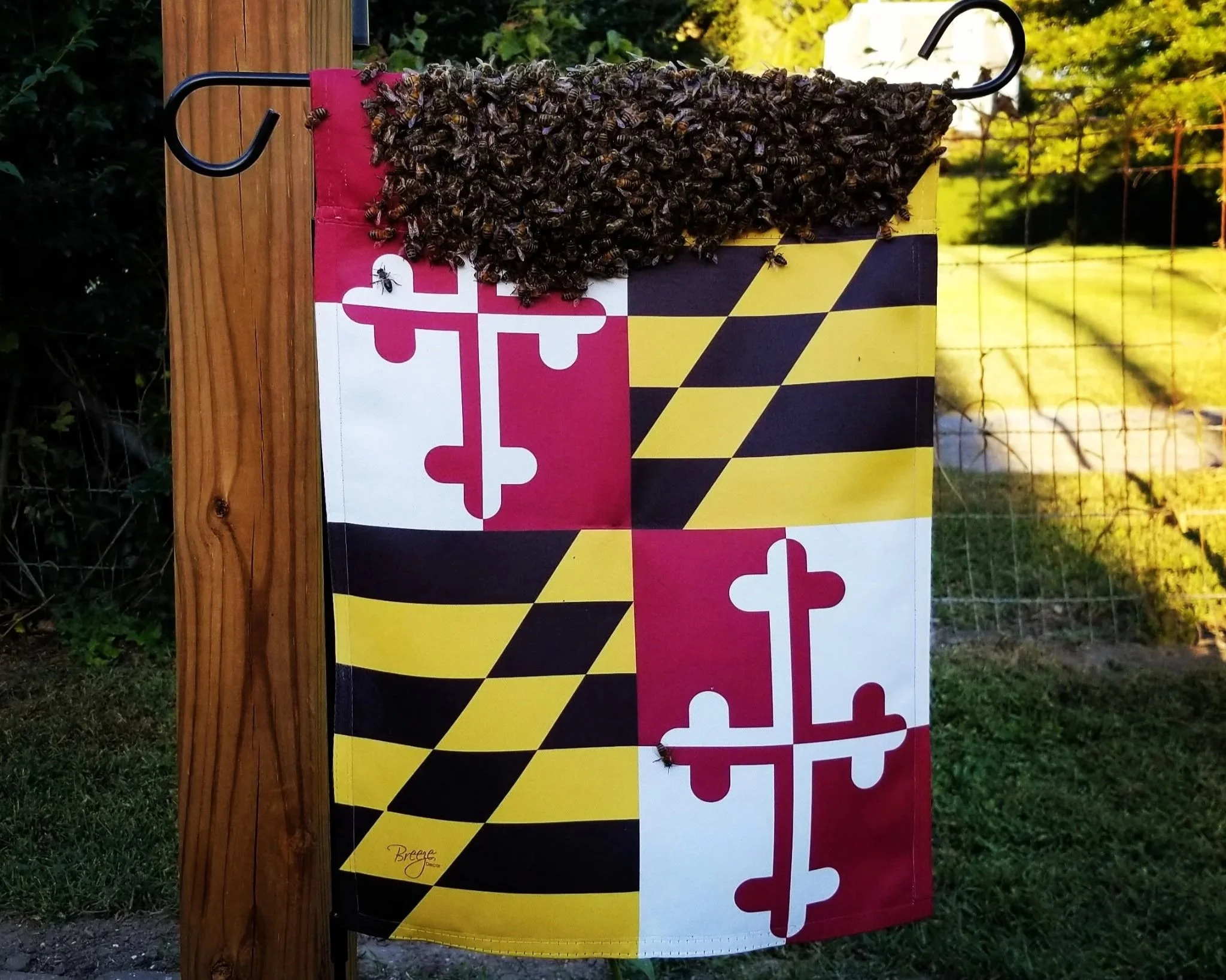 A yellow and black Maryland flag pattern, red and white puzzle piece design, with a large bee habitat filled with bees attached to a wooden post outdoors, with trees and a fence in the background.